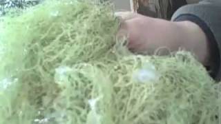 Herbal Tincture Making Usnea Oregon Grape Part 1 [upl. by Utir]