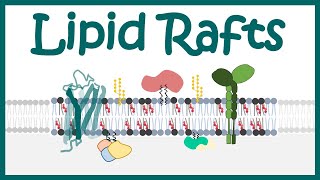 Lipid rafts  Function of Lipid rafts  how Lipid raft modulated cell signaling [upl. by Oscar519]