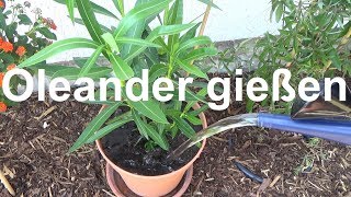 Oleander richtig gießem im Sommer Oleander gießen Wieviel Wie oft Oleander gießen [upl. by Yliab]