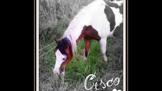 Cisco amp ich Freiheitsdressur am Tag des Hundes [upl. by Aleahcim]