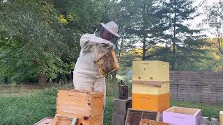 🐝Beehive fall managementhow to combine hives using the paper methodnewbeekeeper bee [upl. by Haorbed]