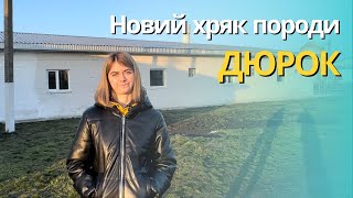 Новий хряк породи Дюрок Переваги та особливості утримання [upl. by Jahdal580]