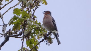 Singing Chaffinch in Spain [upl. by Delia]