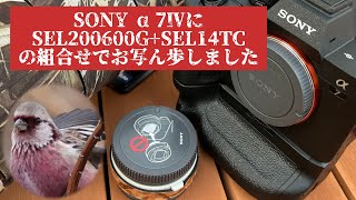 【野鳥撮影】ベニマシコさん編 SONY α7ⅣSEL200600GSEL14TCの、組合せでお写ん歩してきました 滋賀県では準絶滅危惧だそうです [upl. by Singhal]