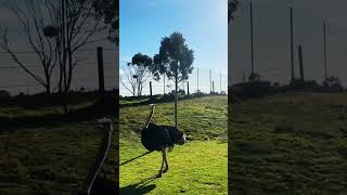 A day in werribee Zoo australia zoo melbourne viralvideo [upl. by Adebayo877]