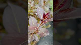 “EUONYMUS ALATUS Bu o‘simlik har bir faslda bog‘laringizda turli xil ranglar [upl. by Aihsital]