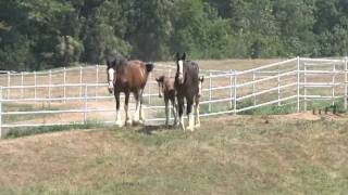 AnheuserBusch Clydesdales at Warm Springs Ranch [upl. by Ewart267]