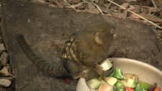 Pygmy Marmoset Callithrix pygmaea or Cebuella pygmaea  Zwergseidenäffchen 3 [upl. by Bromleigh]