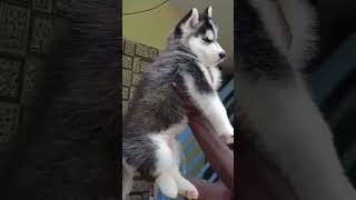 High quality husky puppies available husky dog shorts doggyzworld12 [upl. by Nnorahs838]