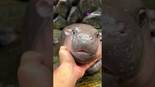 Moo Deng Thailands Adorable Baby Pygmy Hippo moodeng babyhippo thailand pygmyhippo pov [upl. by Inalan379]