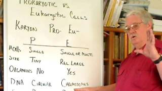 Prokaryotic vs eukaryotic [upl. by Kassi]