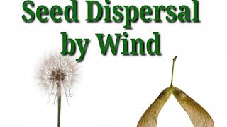 Seed Dispersal by Wind [upl. by Ahtibbat]