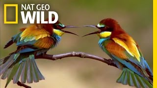 The Life of a Bee Eater  Real Angry Birds [upl. by Stanwinn192]