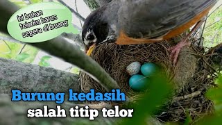 Hanya burung ini yang tau mana telor burung kedasih dan mana telor mereka [upl. by Waugh]