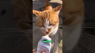 Cats that are “beheaded” every day love animals heartwarming cute [upl. by Rodney]