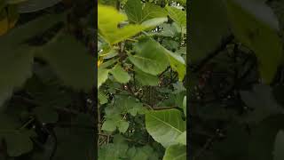 figtree figs fruittree figue fruit nature fruits [upl. by Anhavas]