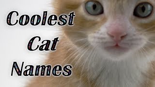 💕BEST CAT NAMES Coolest Kitten Names Watch Cute Kitties VOTE FOR YOUR FAVORITE CAT NAME ⭐ [upl. by Ssepmet]