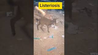 Listeriosis in Kidsgoat farmanimals ytshorts animals livestock farming [upl. by Sibel284]