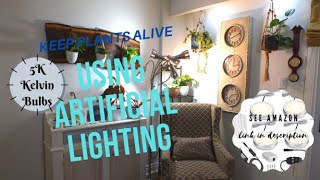 How I use Artificial Lights for my House Plants [upl. by Begga42]