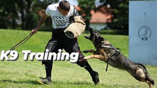 Belgian Malinois Training Protection Owner  Basics Obedience  Basics Command  K9 Dog [upl. by Ragland24]