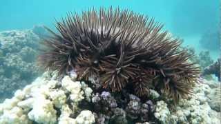 Lacanthaster létoile de mer dévoreuse de coraux  Moorea  Polynésie française [upl. by Siusan]