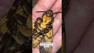 Our deaths head hawk moth didn’t live long Acherontia atropos moths hawkmoth deathsheadhawkmoth [upl. by Aldis475]