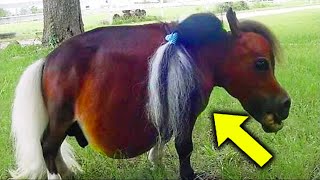 A Man Filmed A Miniature Horse Galloping Around A Farm Paddock [upl. by Acirtap273]