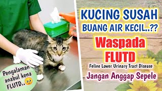 PENGALAMAN NGOBATIN KUCING SUSAH PIPIS FLUTD  Sharing Mrs Clink [upl. by Wilburt]