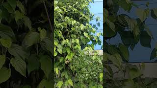 Natural healthy betel leafs 🌿🌱🌿agriculture nature viralvideo shorts [upl. by Ardnua]