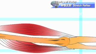 【運動学】伸張反射 Stretch Reflex  理学療法士による身体活動研究 [upl. by Malamud298]