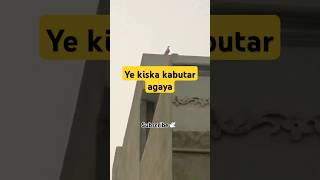 Catch a new pigeon🕊️ pigeon petvlogger minivlog vlog birds petlover kabutar pigeonvlogger [upl. by Hilario]