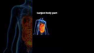 Largest body part LargestOrganHumanBodySkinLivershorts shortviral [upl. by Lynett292]