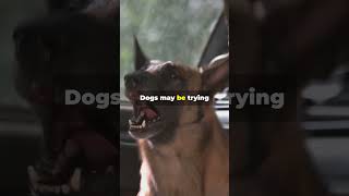 Why Dogs Howl The Siren Song Mystery 🎶🐶 shorts dog pets [upl. by Eima]