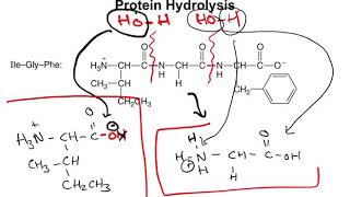 Chapter 167  Protein Hydrolysis and Denaturation [upl. by Ilrak]