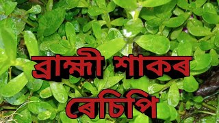 ব্ৰাহ্মী শাকৰ ৰেচিপি  Brahmi Shak Recipe  Tasty and Healthy Recipe [upl. by Pucida]