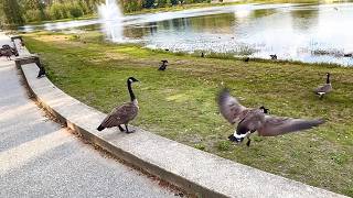 Whenever Canada Geese are Flying to Join Their Flock Crows are Always There to Watch the Show 🐦‍⬛🤣 [upl. by Richey]