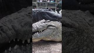 Crocodiles vs Alligators The Ultimate Showdown [upl. by Alderson671]