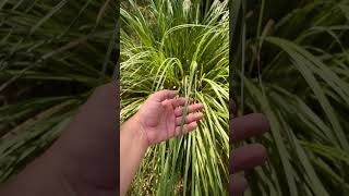 CAPIM DOS PAMPAS  Cortaderia selloana  Habitat Brasileiro plantas capim habitatbrasileiro [upl. by Mieka322]