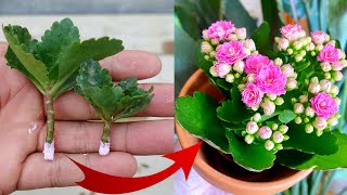 How to plant Kalanchoe plant from cuttings  Easy Method to growpropagate Kalanchoe plant [upl. by Williams]