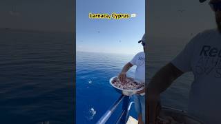 Larnaca drnishantvlogs travel shorts trending cyprus fish sea birds diving [upl. by Zoha44]