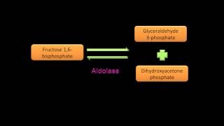 Glycolysis Name the Substrate [upl. by Rexanne999]