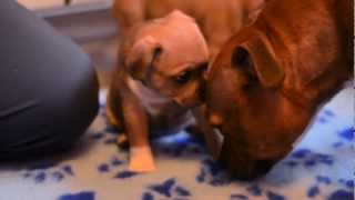 Super cute staffie pups 6 weeks [upl. by Bonis]