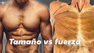 Fuerza vs hipertrofia la ciencia detrás del desarrollo muscular [upl. by Odrahcir]