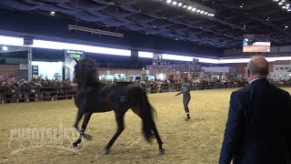 1111 SICAB 2024 Salón Internacional del Caballo Noviembre en Sevilla [upl. by Ojok764]