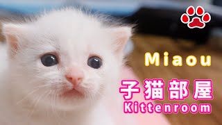 111 おやつの日 Cats ＆ Kittens room 【CatsLiveMiaou みゃう】 [upl. by Cox]