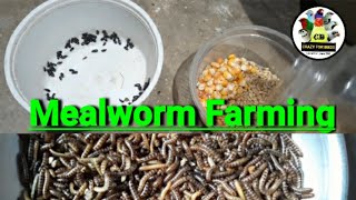 Mealworm FarmingMealworm চাষ [upl. by Angle173]