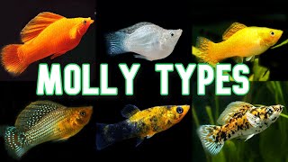 Molly Types amp Colors  Over 30 [upl. by Pasia]