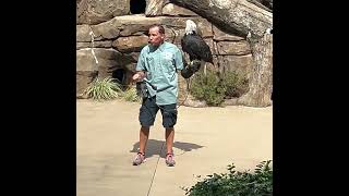 4 Species of Raptors at the Cincinnati Zoo [upl. by Adnofal]