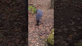 collared peccary hungry [upl. by Margalo]