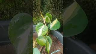 Philodendron Silver Stripe music beats typebeat hiphop plants rarevariety indoorplant garden [upl. by Aidekal]